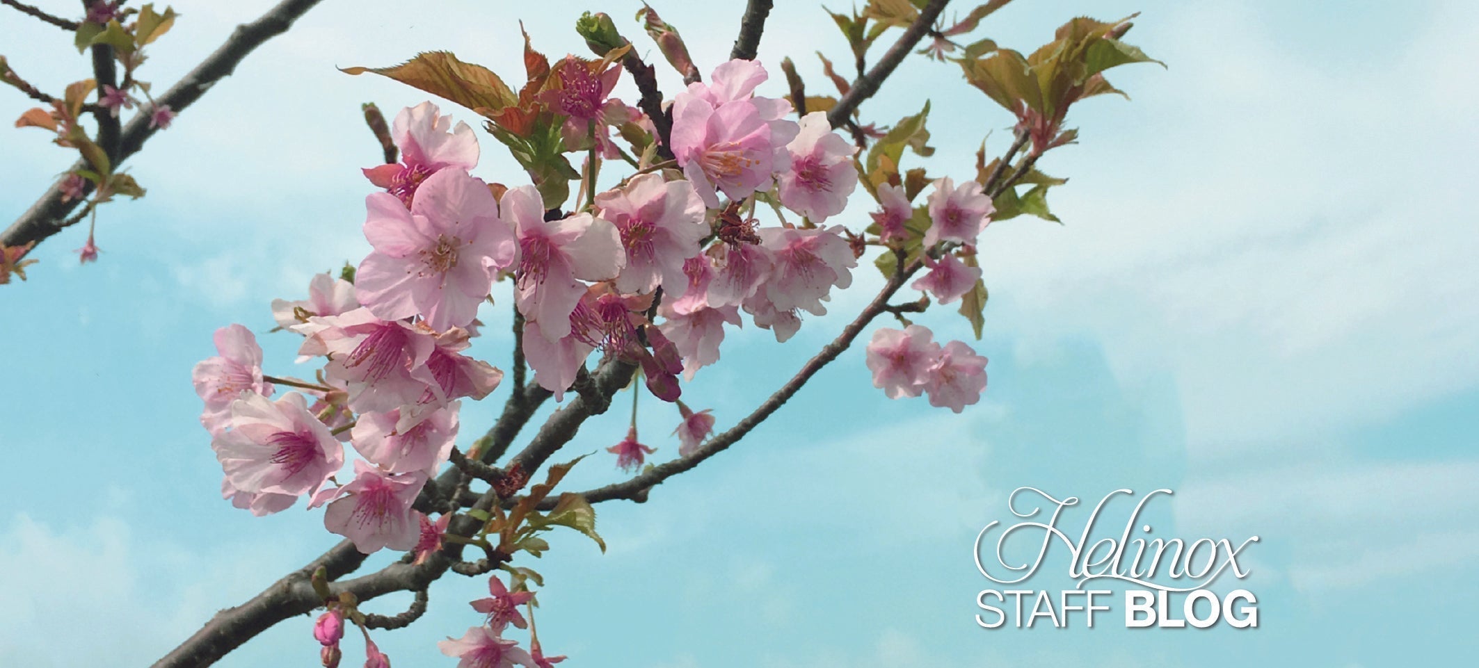 お花見オススメチェア – Helinox Japan